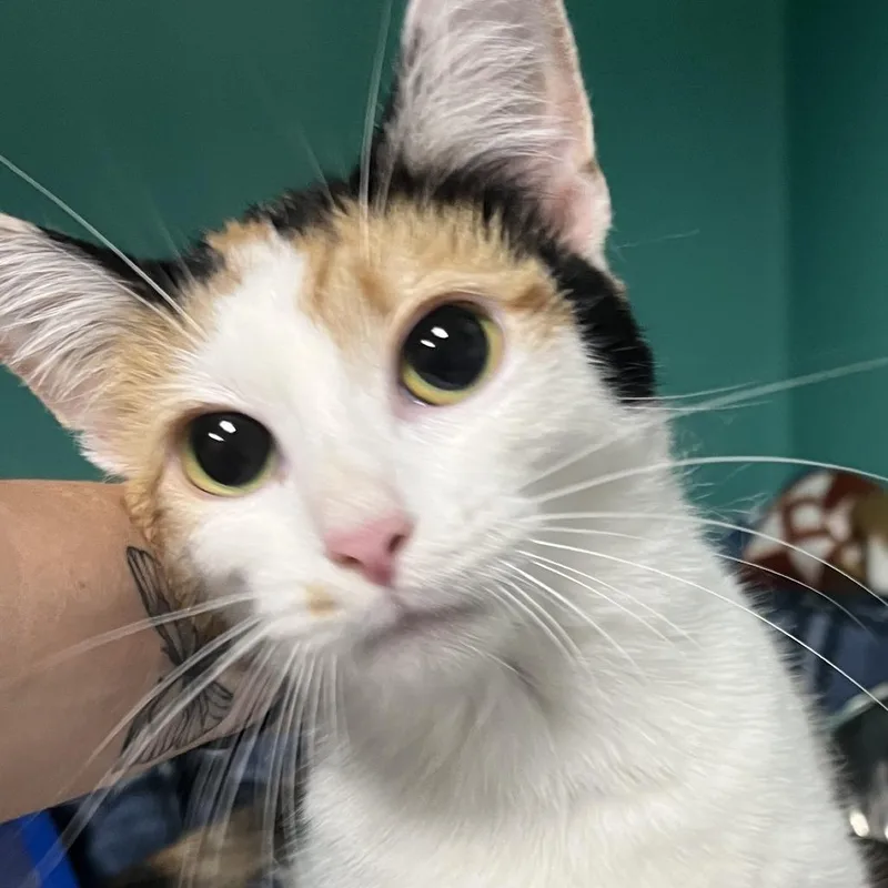Nala