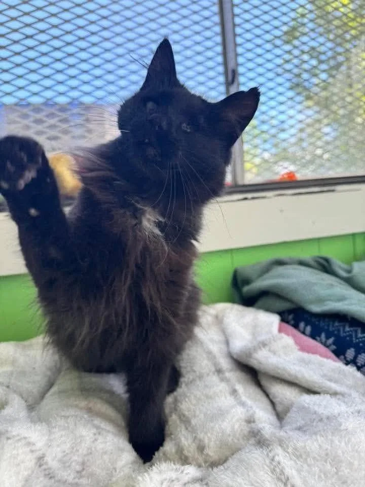 An adult small-sized female Domestic Long Hair cat named Eclipse for adoption in Ogden, UT