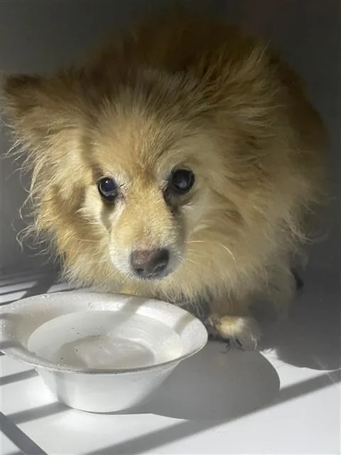 A senior small-sized female Pomeranian dog named Chloe for adoption in Houston, TX