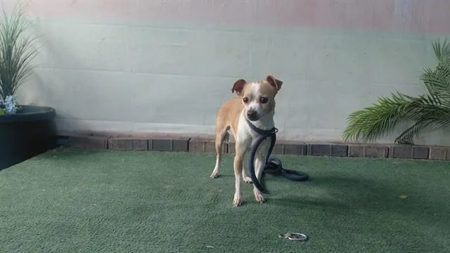 An adult medium-sized female Chihuahua dog named Nina for adoption in Baldwin Park, CA