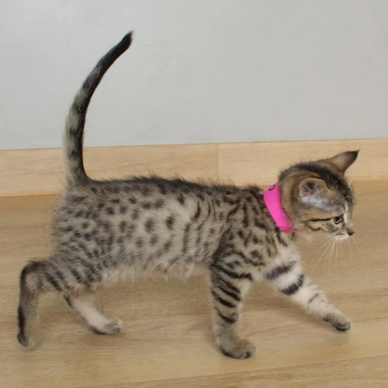 A baby small-sized female Brown / Chocolate Domestic Short Hair cat named Orzo C for adoption in Minnetonka, MN