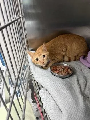 A young small-sized male Domestic Short Hair cat named Helios for adoption in Savannah, GA