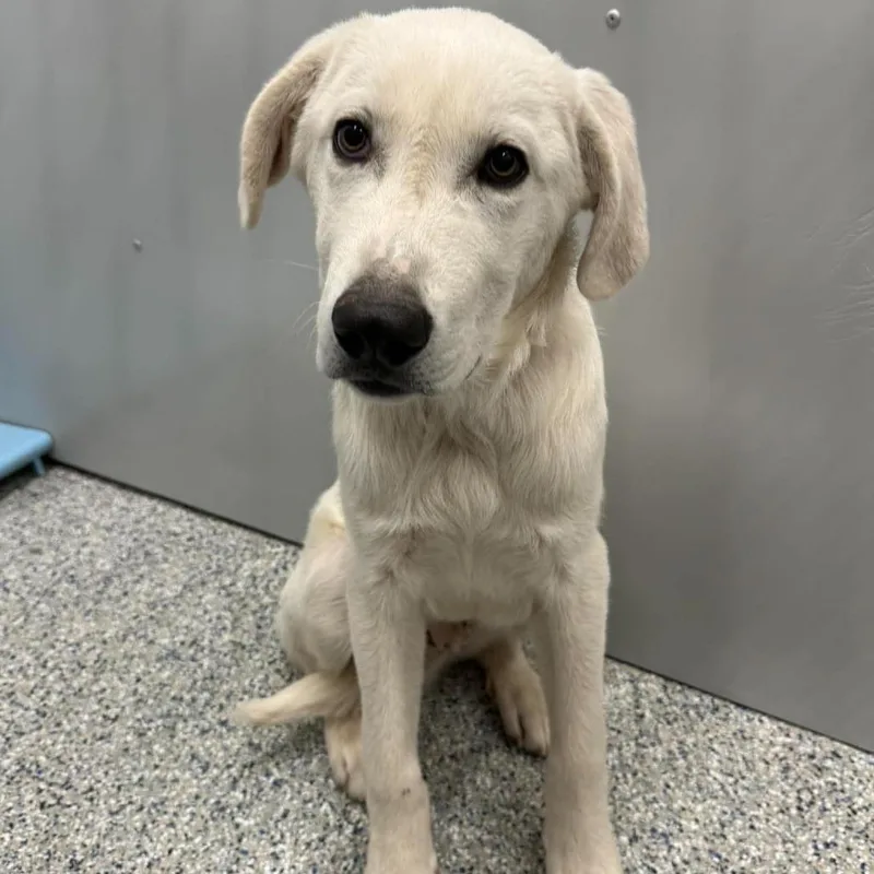 A baby medium-sized male Great Pyrenees dog named Goliath for adoption in Murray, UT