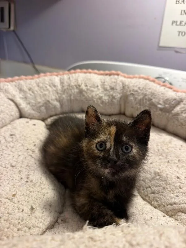 A baby medium-sized female Tortoiseshell cat named Dory for adoption in Belton, MO