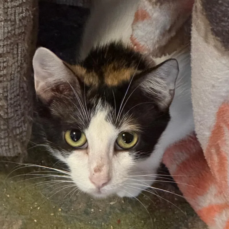 A young medium-sized female American Shorthair cat named Poppy for adoption in mount vernon, AR