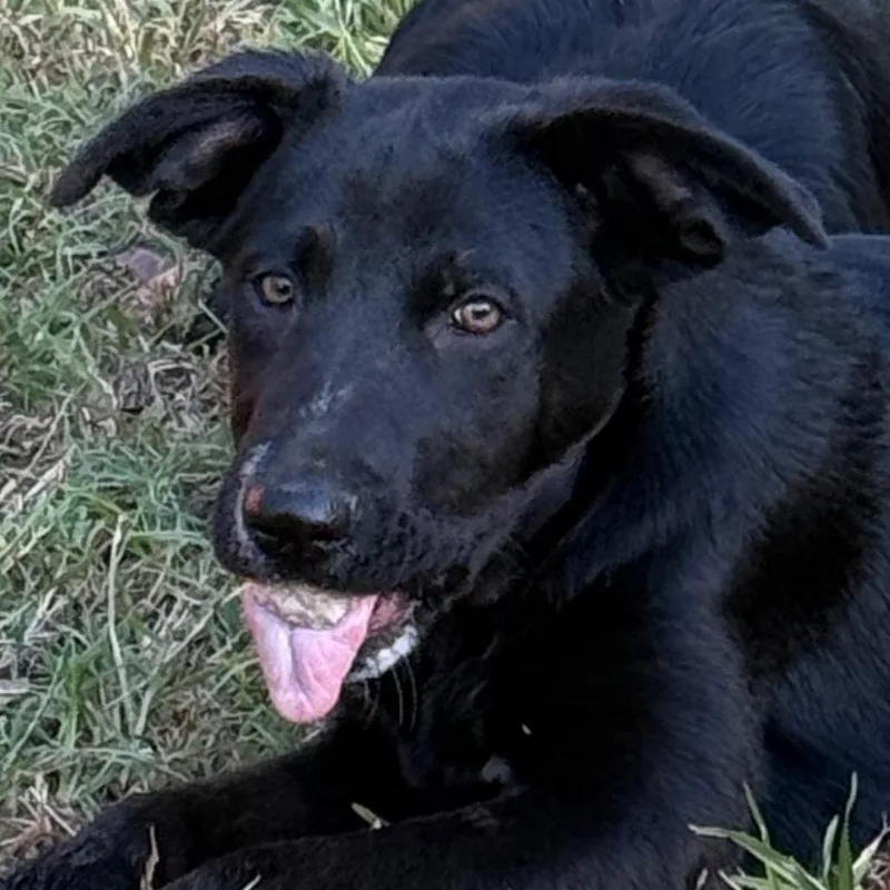 A young medium-sized female German Shepherd Dog dog named Venus for adoption in Jacksonville, AR