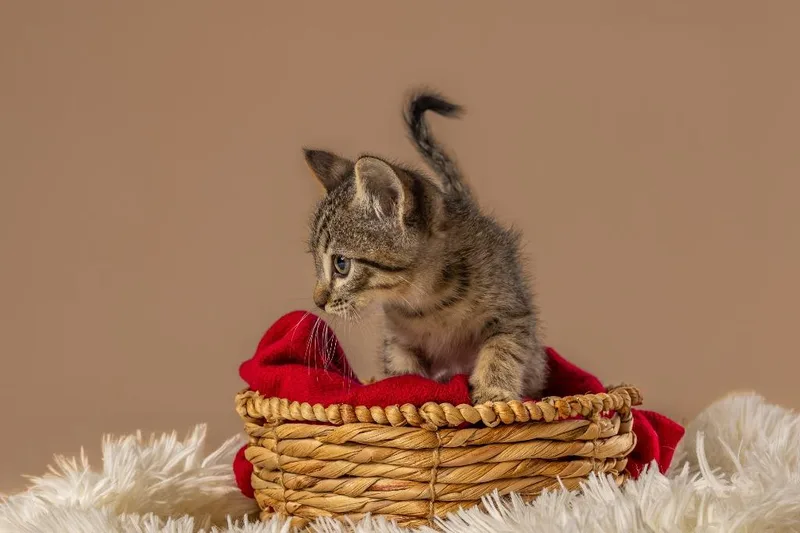 A young small-sized male Tabby (Brown / Chocolate) Domestic Short Hair cat named Harvest for adoption in Tyler, TX