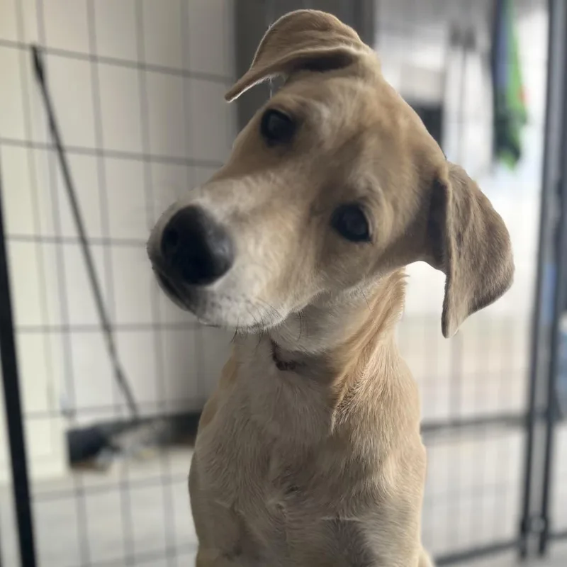 A young medium-sized male Yellow / Tan / Blond / Fawn Yellow Labrador Retriever dog named Scout for adoption in Midland, TX