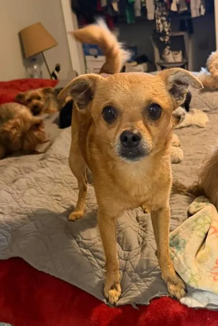 An adult small-sized male Chihuahua dog named Chico Aka Wally for adoption in Monticello, MN