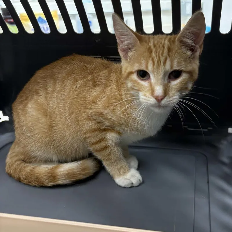 Sugar thumbnail 2