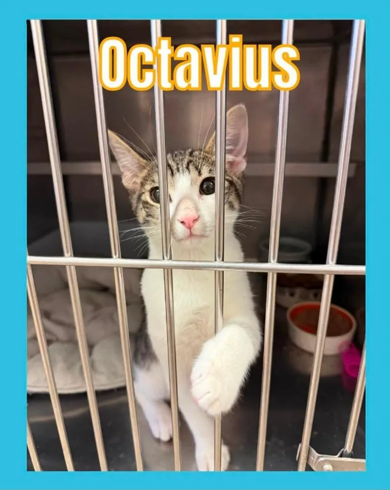 A baby small-sized male Domestic Short Hair cat named Octavius for adoption in Bossier City, LA