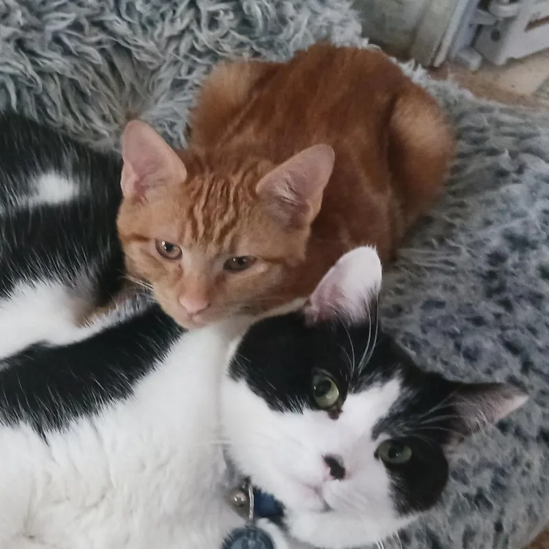 Sallysal thumbnail 2