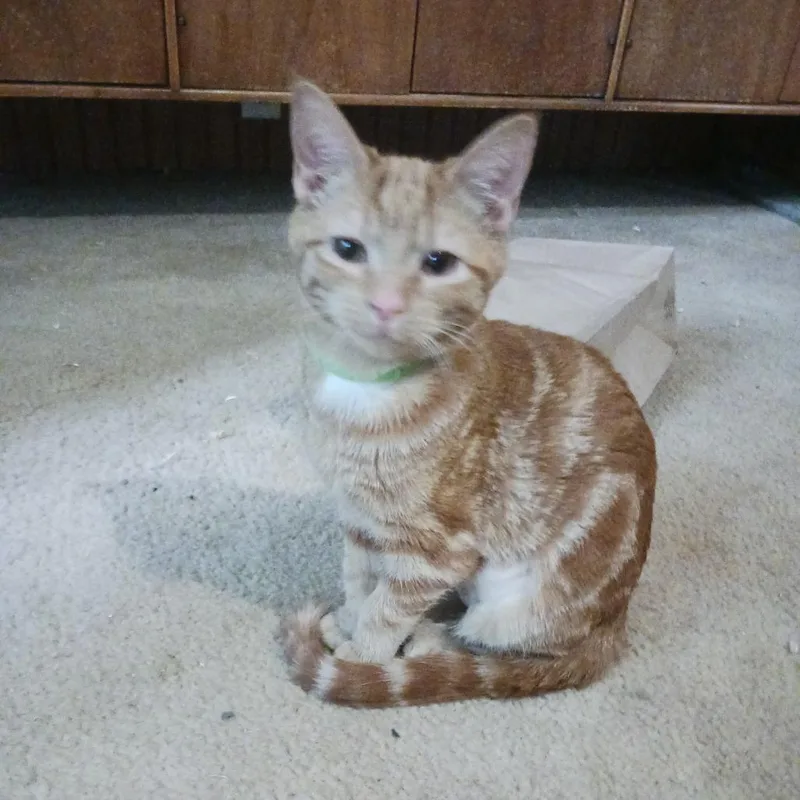 Sallysal thumbnail 3