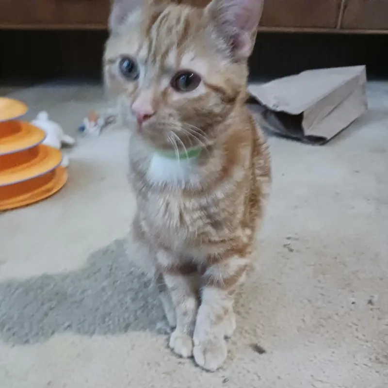 Sallysal thumbnail 4