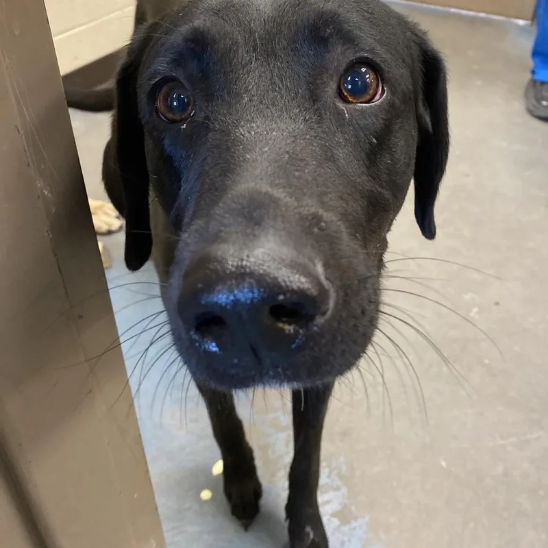 An adult large-sized female Mixed Breed dog named Lady for adoption in Memphis, TN