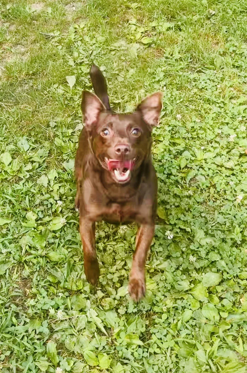 A young medium-sized female Terrier dog named Sydney for adoption in Spring Lake, NJ