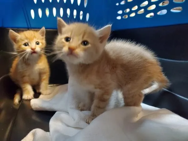 Tangerine