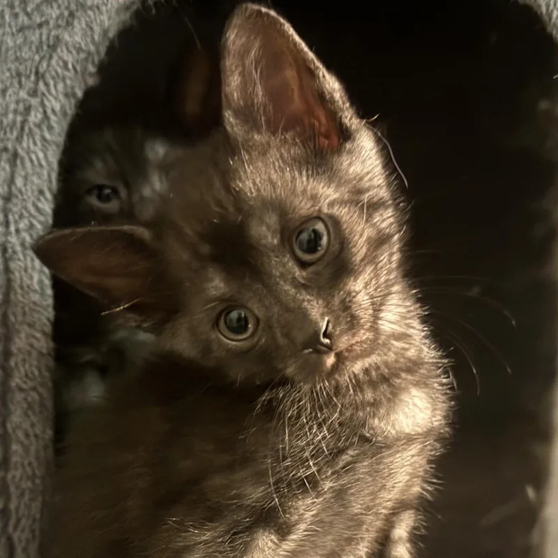 A baby medium-sized male Gray / Blue / Silver Domestic Short Hair cat named Aristotle for adoption in Fort Worth, TX