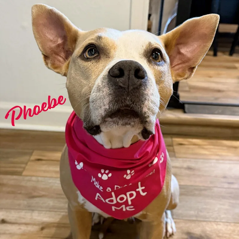 An adult medium-sized female American Staffordshire Terrier dog named Phoebe snuggle bug! for adoption in Houston, TX