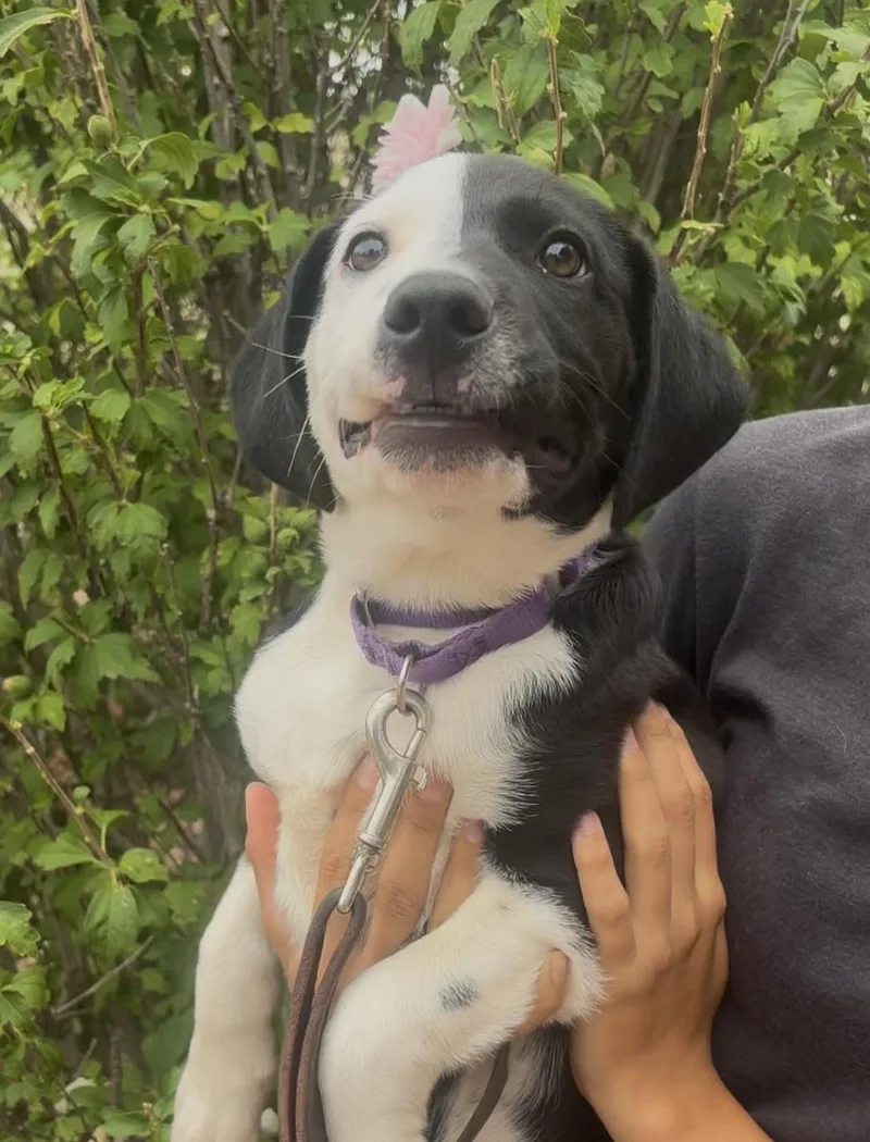 A baby medium-sized male Black Border Collie dog named Snoopy for adoption in Payson, AZ
