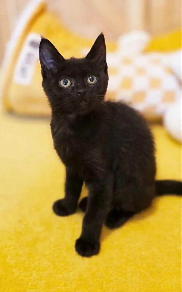 A baby medium-sized male Black Domestic Short Hair cat named John for adoption in Beaverton, OR