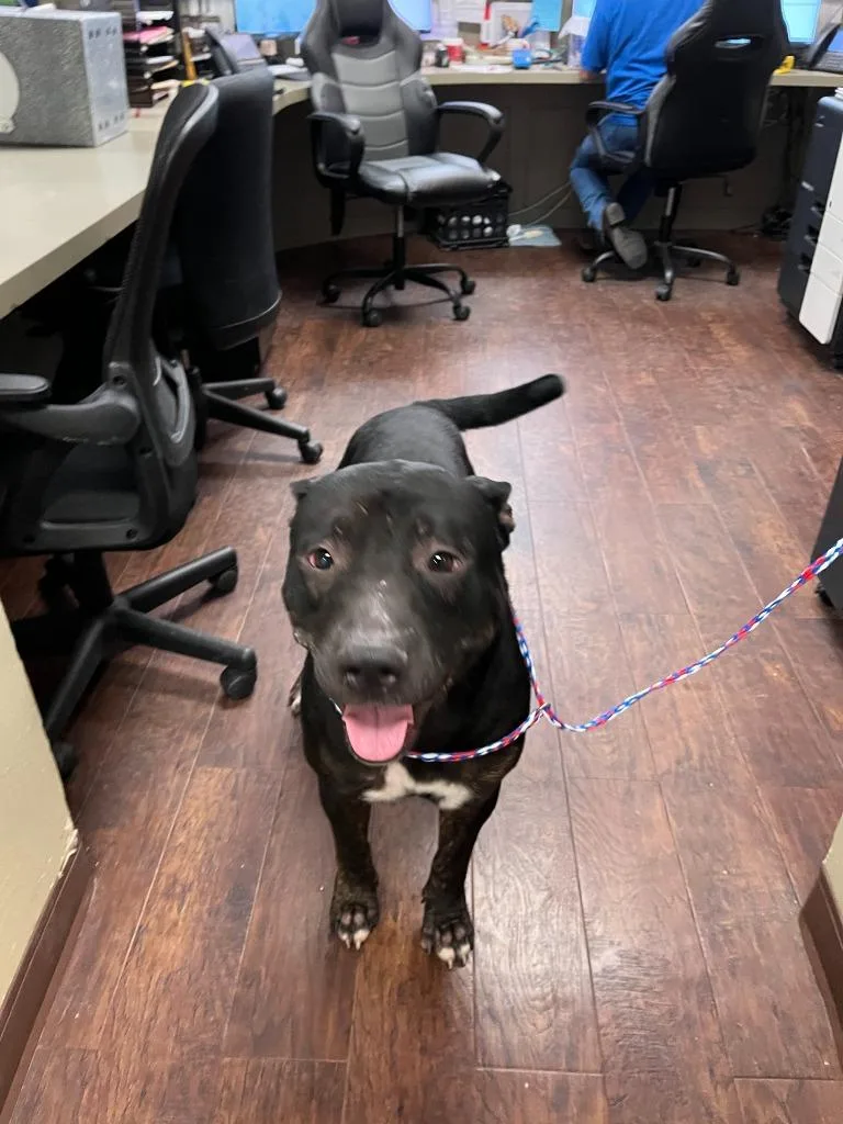 An adult large-sized male Pit Bull Terrier dog named Dog Kennel for adoption in Greenville, TX