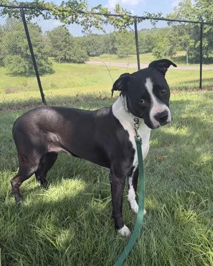 An adult large-sized female Black Pit Bull Terrier dog named Elpha for adoption in Kansas City, MO