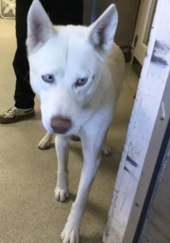 A young large-sized male Siberian Husky dog named Casper for adoption in Riverside, CA