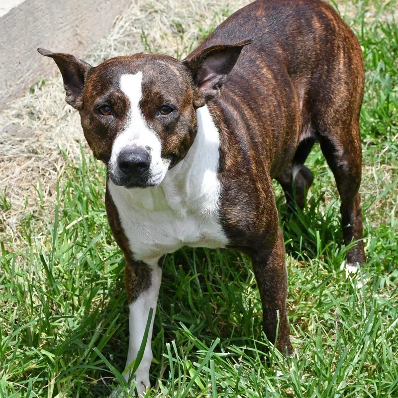 An adult medium-sized female Brindle Pit Bull Terrier dog named Miss Independence for adoption in Beaumont, TX