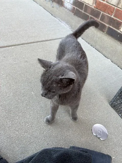 A young medium-sized female Domestic Short Hair cat named Silver Mist for adoption in Louisville, KY