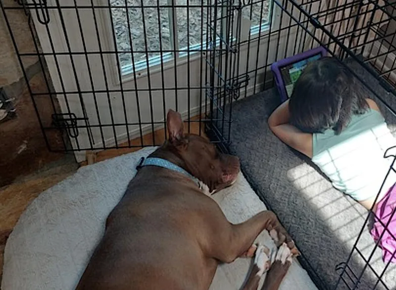 An adult large-sized female Brown / Chocolate Pit Bull Terrier dog named Brie for adoption in Amherst, MA