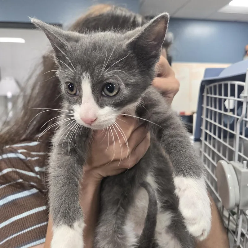 A baby small-sized female Gray / Blue / Silver Domestic Short Hair cat named Eclair for adoption in Newark, NJ