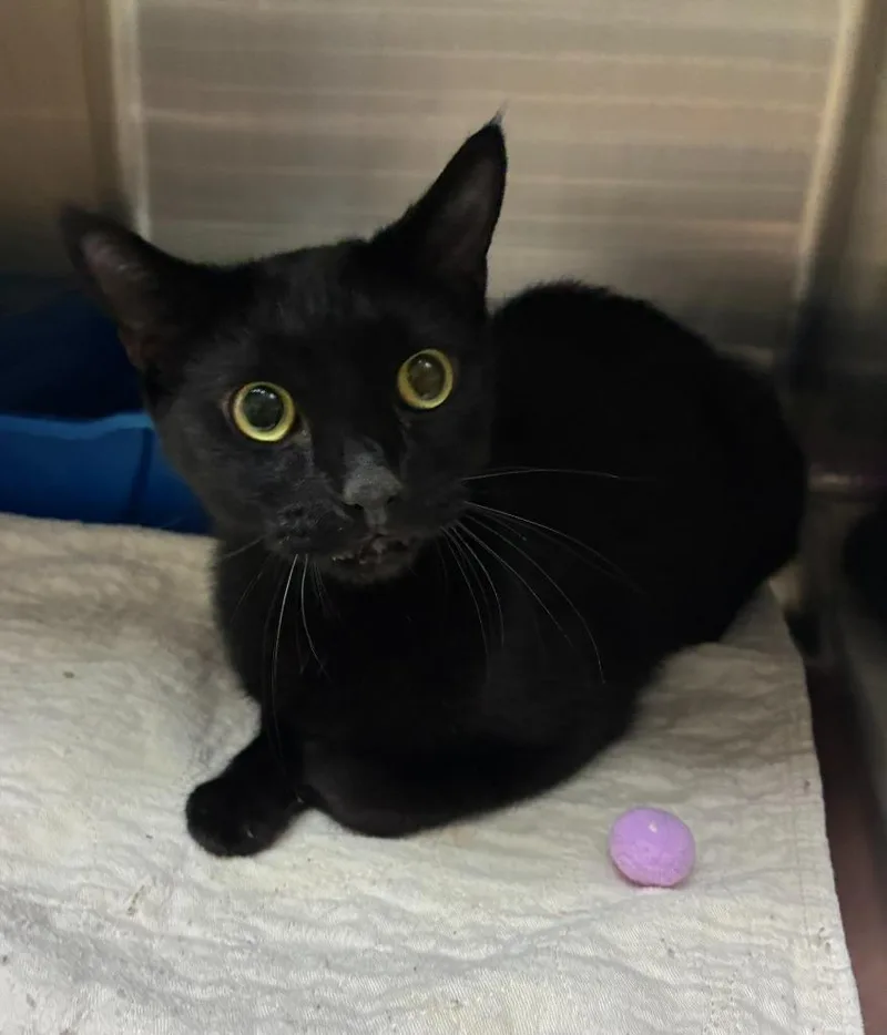 A young medium-sized male Domestic Short Hair cat named Hidey for adoption in Clarksville, TN