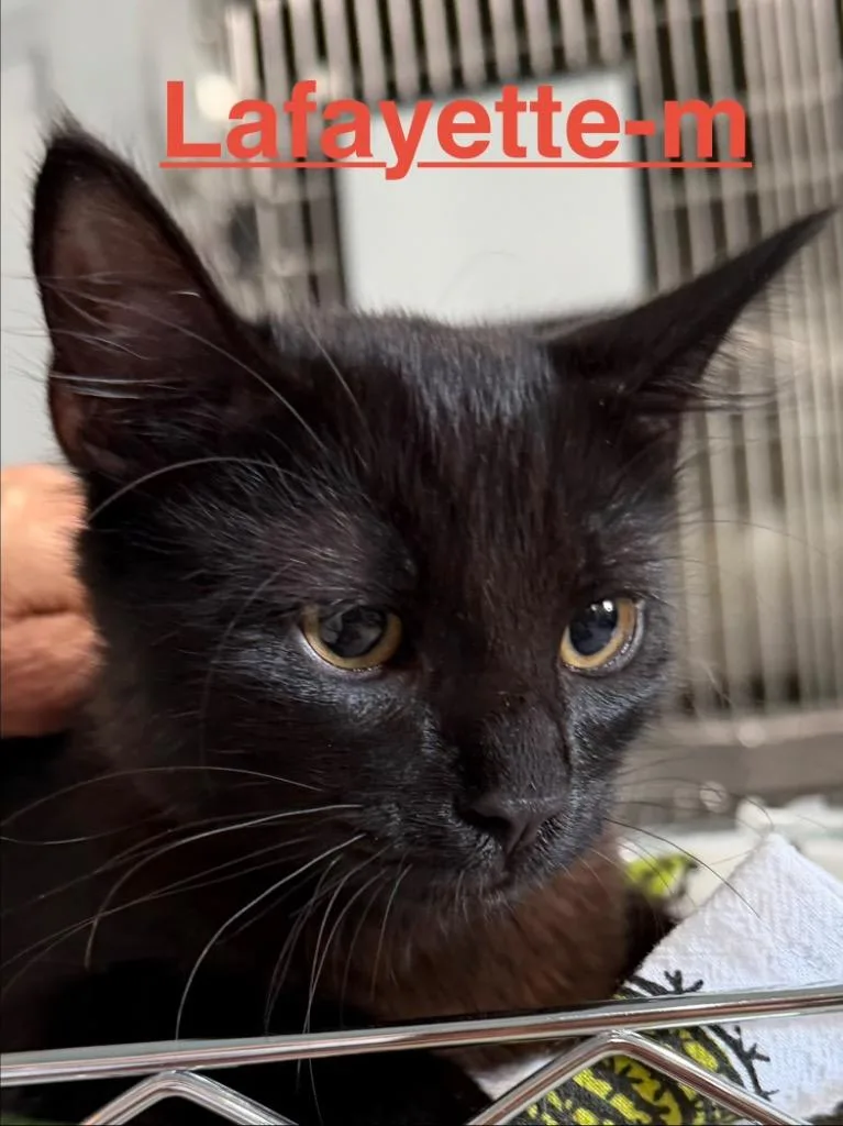 A baby small-sized male Domestic Long Hair cat named Lafayette for adoption in Brookhaven, MS