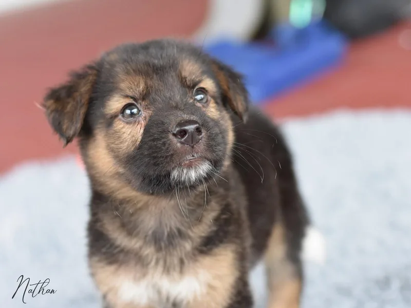 A baby medium-sized male Australian Shepherd dog named Nathan for adoption in Montgomery, TX