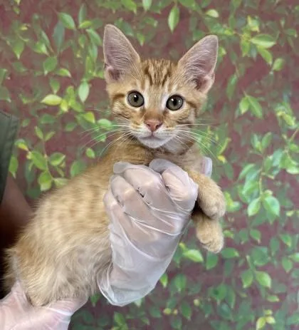 A young small-sized male Domestic Short Hair cat named BBQ Sauce for adoption in San Antonio, TX
