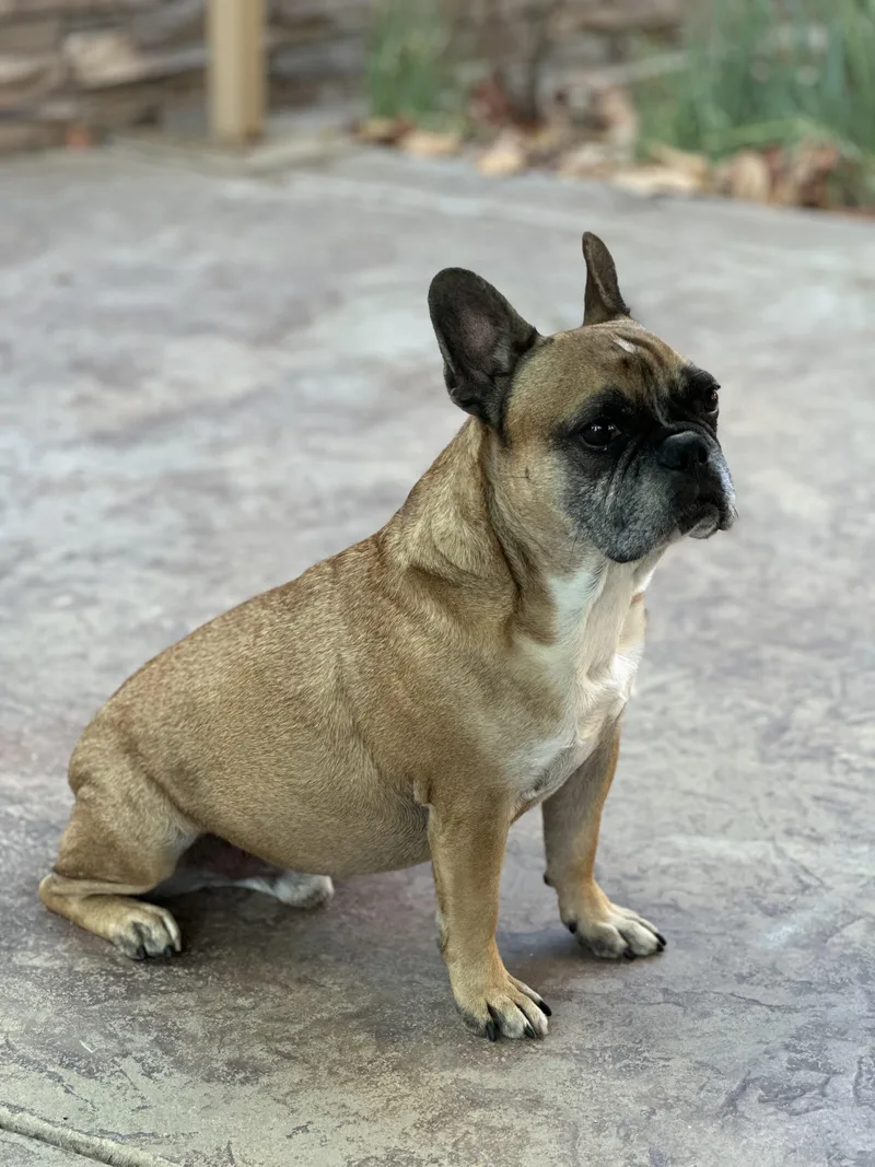 An adult small-sized male Brown / Chocolate Pug dog named Tiger for adoption in Van Nuys, CA