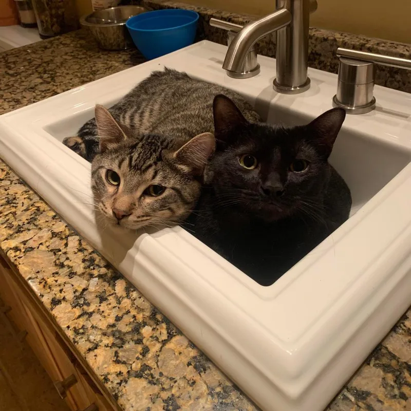 Theodore thumbnail 2