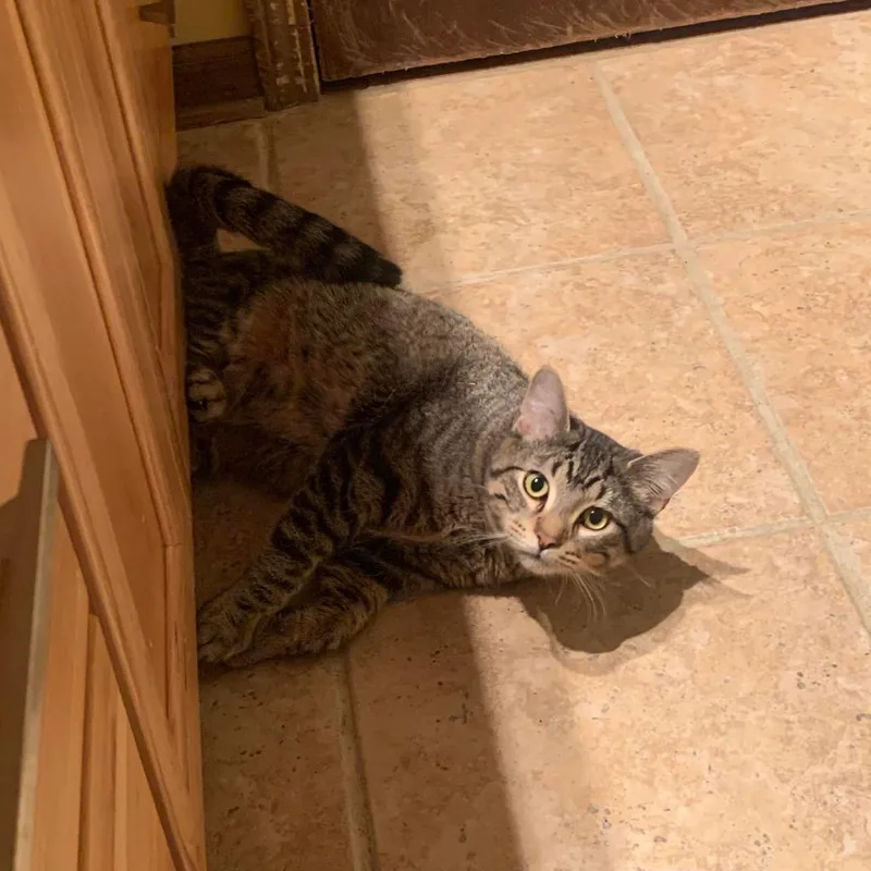 Theodore thumbnail 3