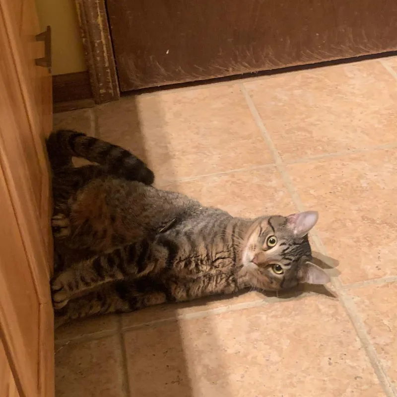 Theodore thumbnail 4