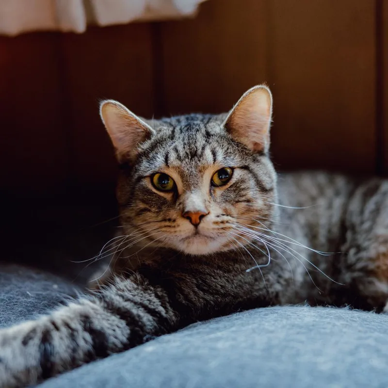 Theodore thumbnail 5