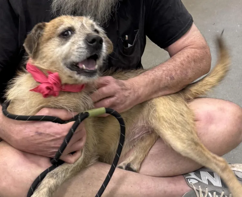 An adult medium-sized male Australian Shepherd dog named Ruffles for adoption in Decatur, GA