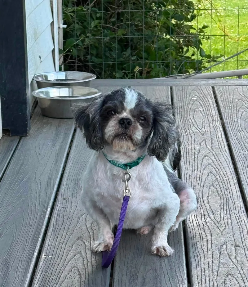 An adult small-sized male Shih Tzu dog named Duncan for adoption in Decorah, IA
