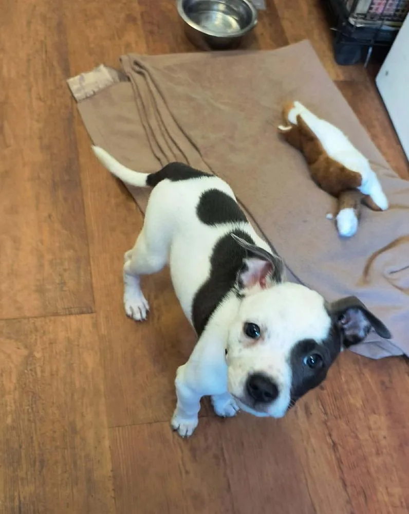 A baby medium-sized female Tricolor (Brown, Black, & White) American Bully dog named Poise for adoption in Dutton, VA