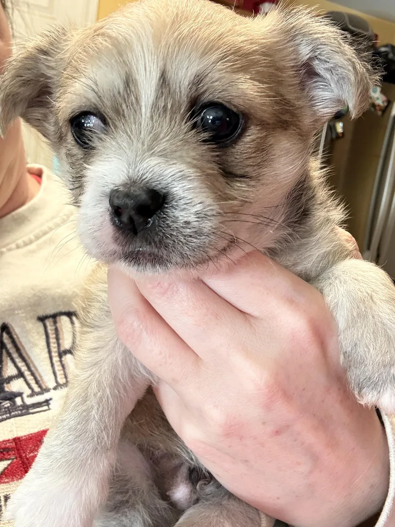 A baby small-sized male Shih poo dog named Sunny for adoption in San Antonio, TX