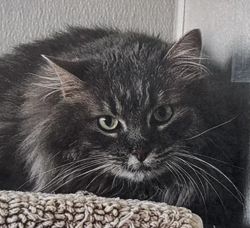 Nala