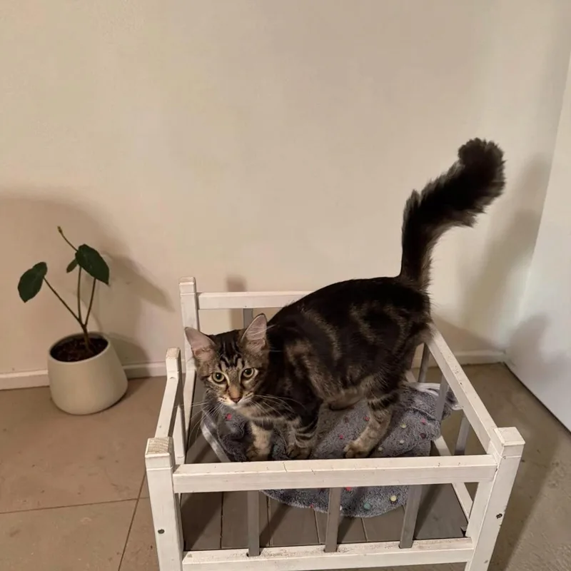 A baby medium-sized female Domestic Medium Hair cat named Aurora for adoption in Fort Worth, TX