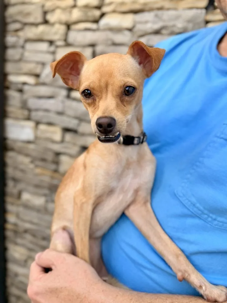 A young small-sized female Yellow / Tan / Blond / Fawn Chihuahua dog named Strawberry for adoption in Richmond, TX