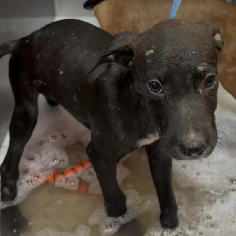 A baby small-sized male Black Pit Bull Terrier dog named Brian for adoption in West Plains, MO