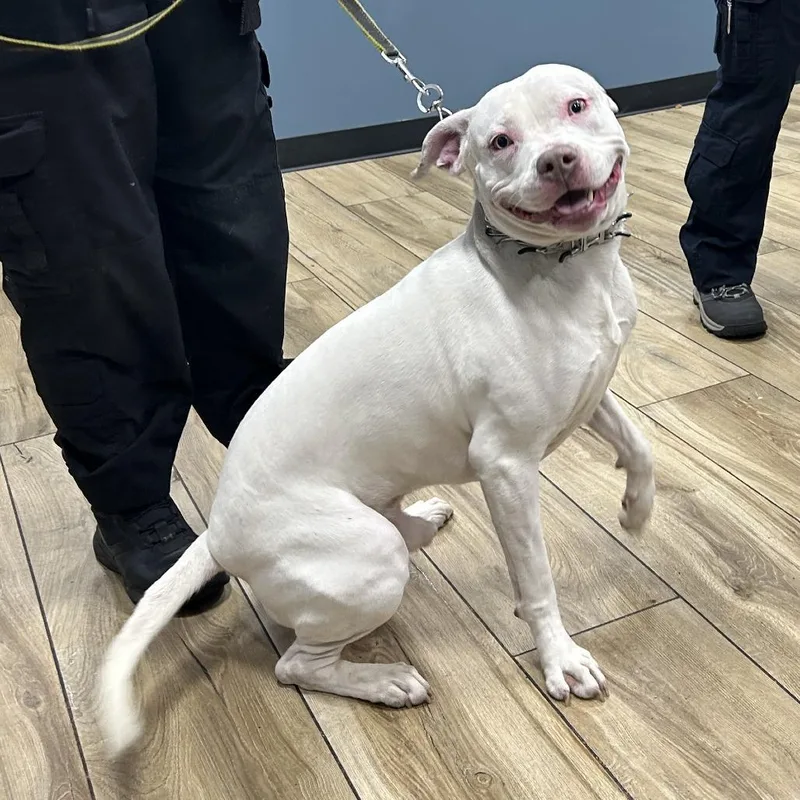 A young large-sized male White / Cream Pit Bull Terrier dog named Ice Blu for adoption in Newark, NJ
